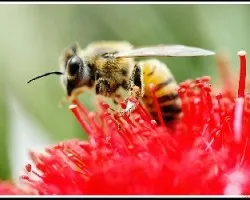 Abeja