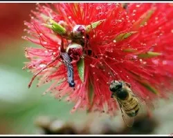 Abeja