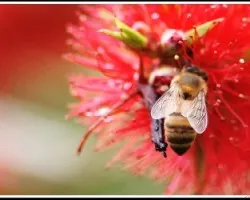 Abeja