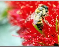 Abeja
