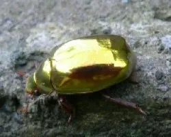 dorado