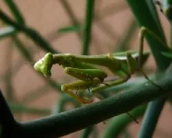 mantis