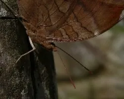 mariposa