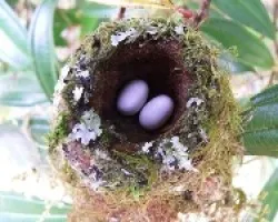 Lampornis calolaemus