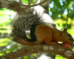 ardilla comiendo mango