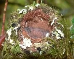 Lampornis calolaemus