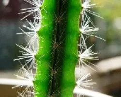 cactus al amanecer