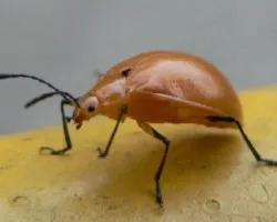 miniaturas