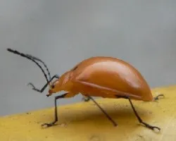 miniaturas