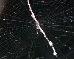 telaraña