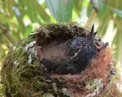 Lampornis calolaemus