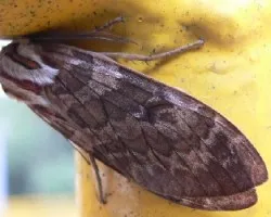 polilla