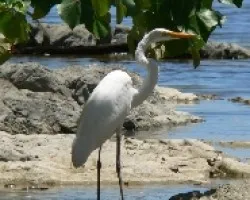 Ardea alba