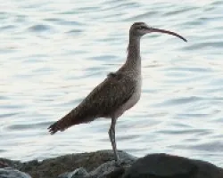 Numenius phaeopus