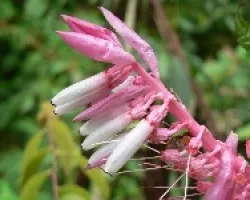 campanitas rosadas