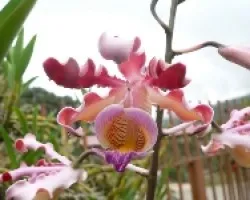 colorida