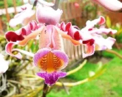 colorida