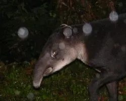 Tapirus bairdii