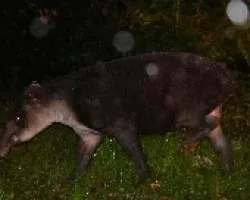 Tapirus bairdii