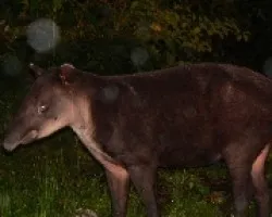 Tapirus bairdii