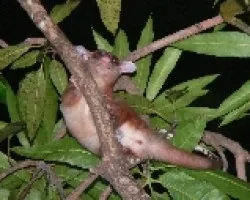 Caluromys derbianus