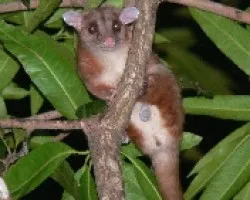 Caluromys derbianus