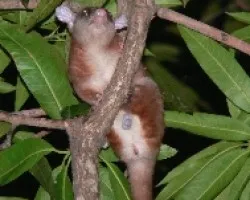 Caluromys derbianus