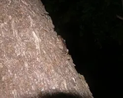 sapos trepadores