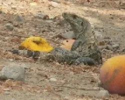 comiendo mango