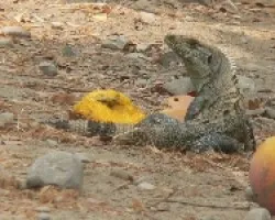 comiendo mango