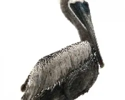 Pelecanus occidentalis