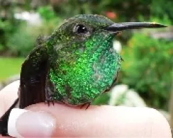 Eupherusa eximia