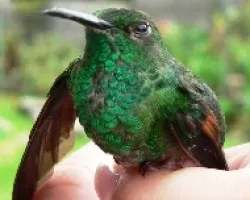 Eupherusa eximia