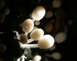 miniaturas