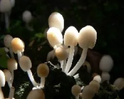 miniaturas