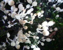 miniaturas