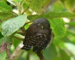 Glaucidium costaricanum