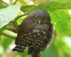 Glaucidium costaricanum