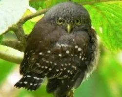 Glaucidium costaricanum