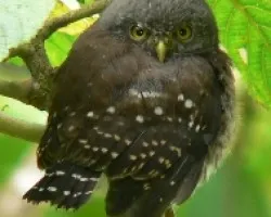 Glaucidium costaricanum