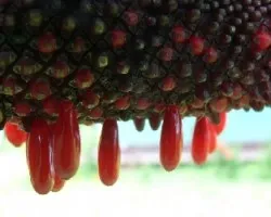 fruto de tabacon