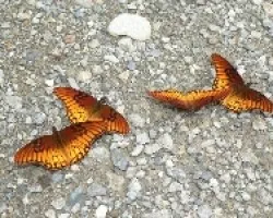 baile de mariposas