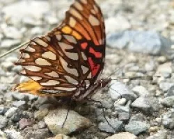mariposa