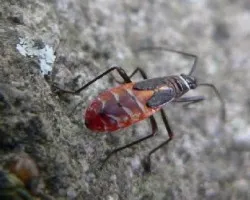 curioso insecto