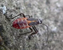 curioso insecto