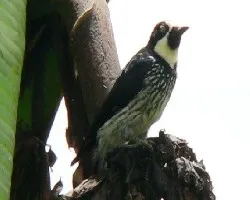 Melanerpes formicivorus