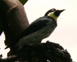 Melanerpes formicivorus