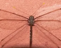 libelula