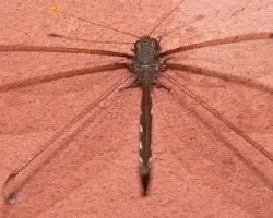 libelula