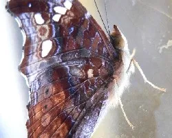 mariposa en ventana